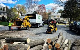 Professional Tree Care in Chualar, CA