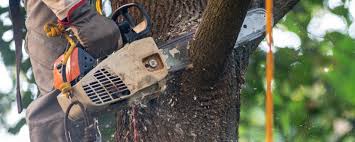 Best Leaf Removal  in Chualar, CA