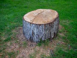 Best Emergency Tree Removal  in Chualar, CA