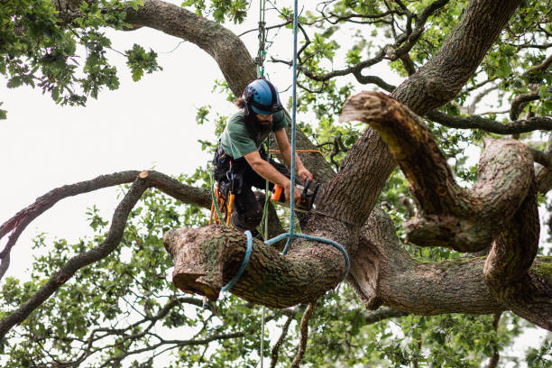 Best Tree Trimming and Pruning  in Chualar, CA