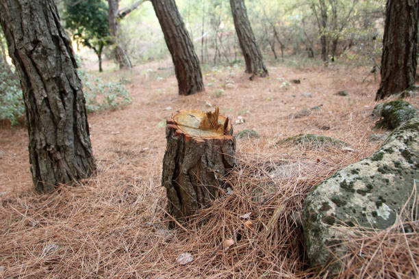 Best Stump Grinding and Removal  in Chualar, CA