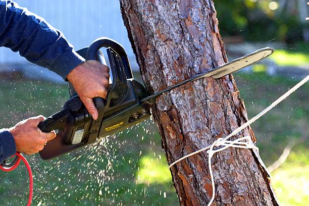 Best Tree Preservation Services  in Chualar, CA
