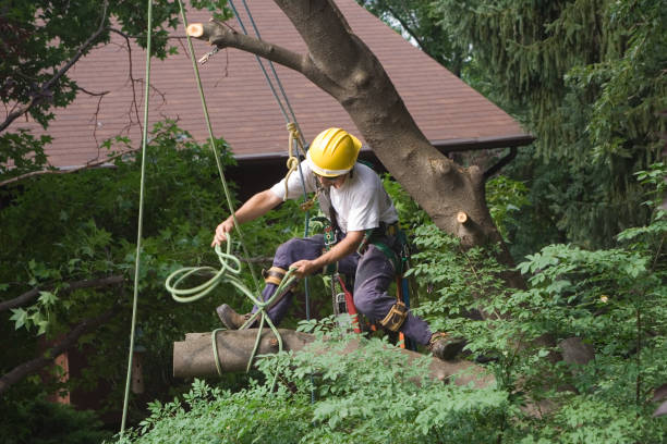 Best Tree Disease Treatment  in Chualar, CA