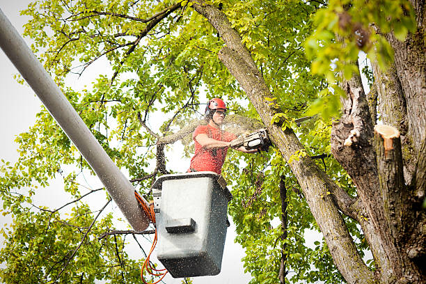Best Utility Line Clearance  in Chualar, CA