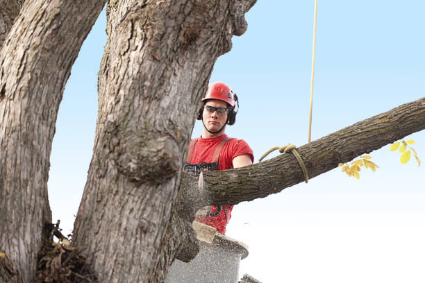 Best Root Management and Removal  in Chualar, CA