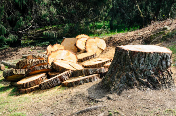 Best Fruit Tree Pruning  in Chualar, CA